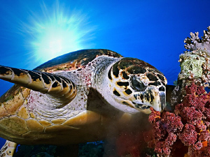 "Hawksbill Turtle" 
Hawksbill turtle eating soft corals ... by Henry Jager 